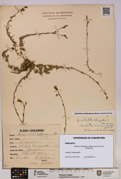 Epilobium subdentatum [Espécimen: UDEC:CONC:0022774]