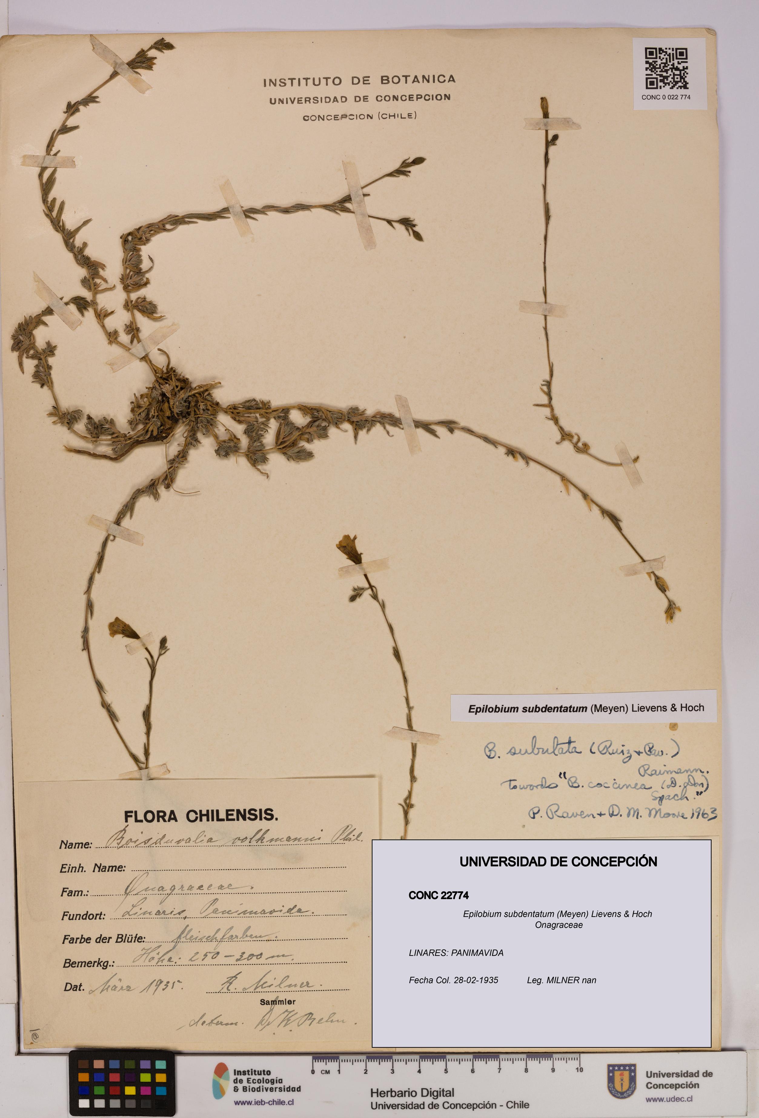 Epilobium subdentatum [Espécimen: UDEC:CONC:0022774]