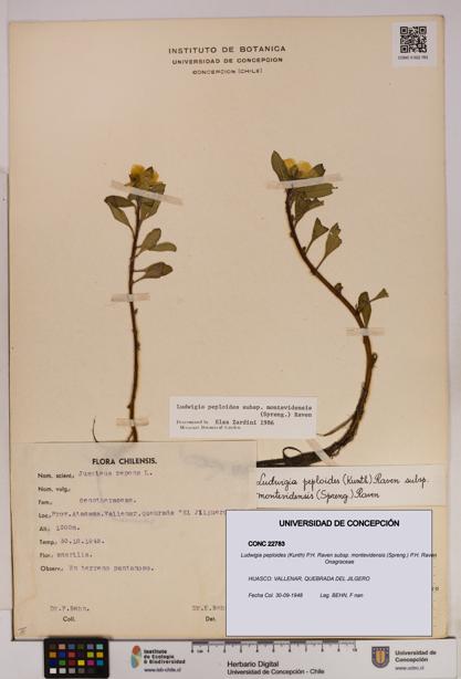 Ludwigia peploides [Espécimen: UDEC:CONC:0022783]