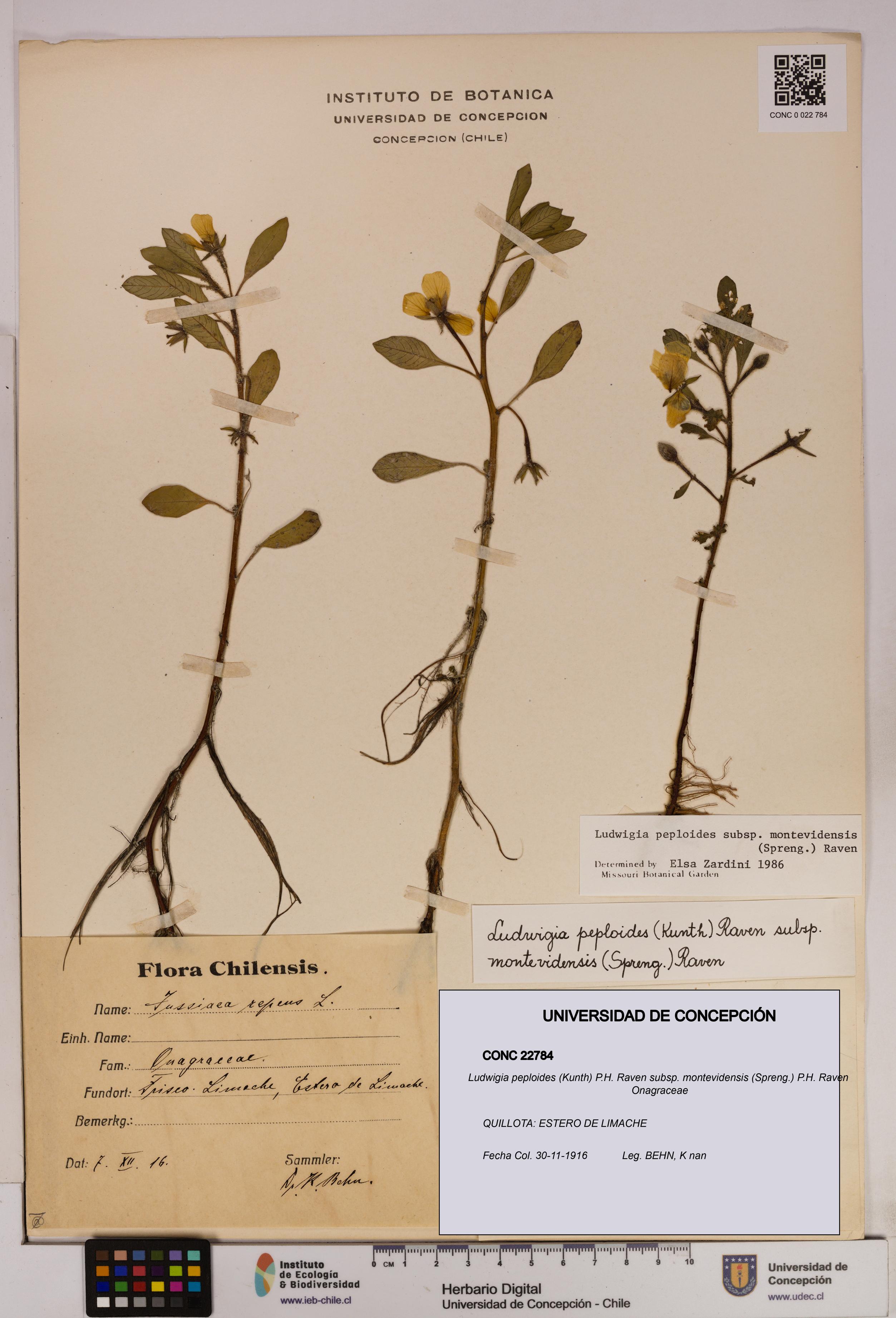Ludwigia peploides [Espécimen: UDEC:CONC:0022784]