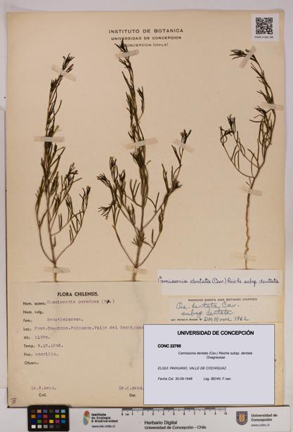Camissonia dentata [Espécimen: UDEC:CONC:0022785]