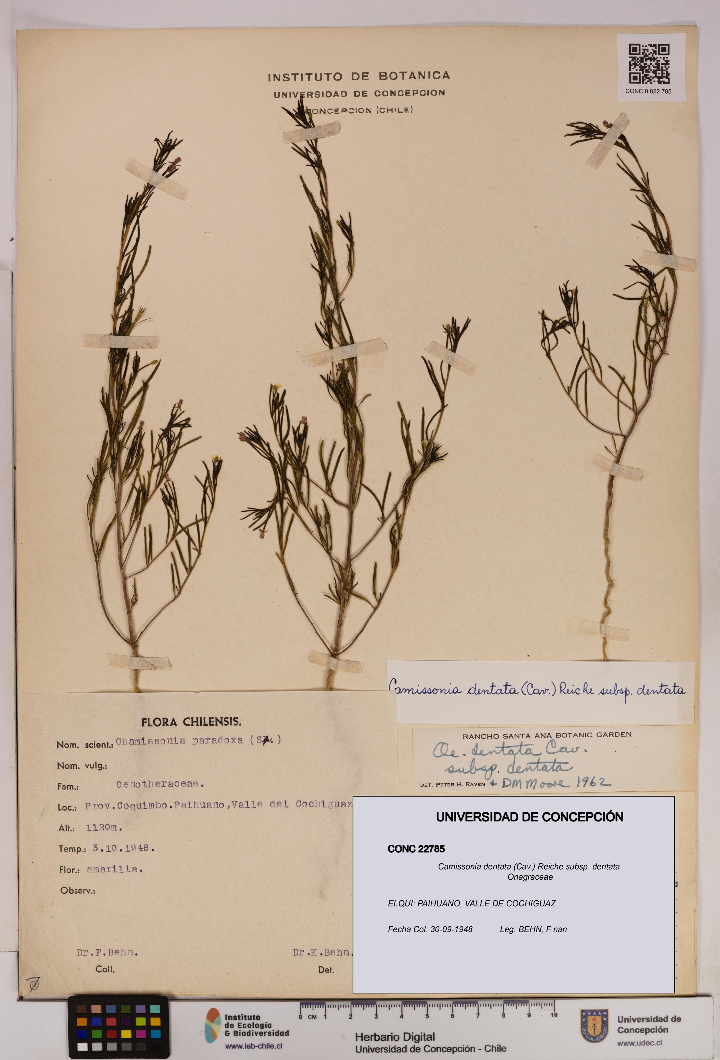 Camissonia dentata [Espécimen: UDEC:CONC:0022785]