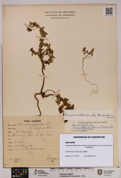 Camissonia dentata subsp. littoralis [Espécimen: UDEC:CONC:0022786]