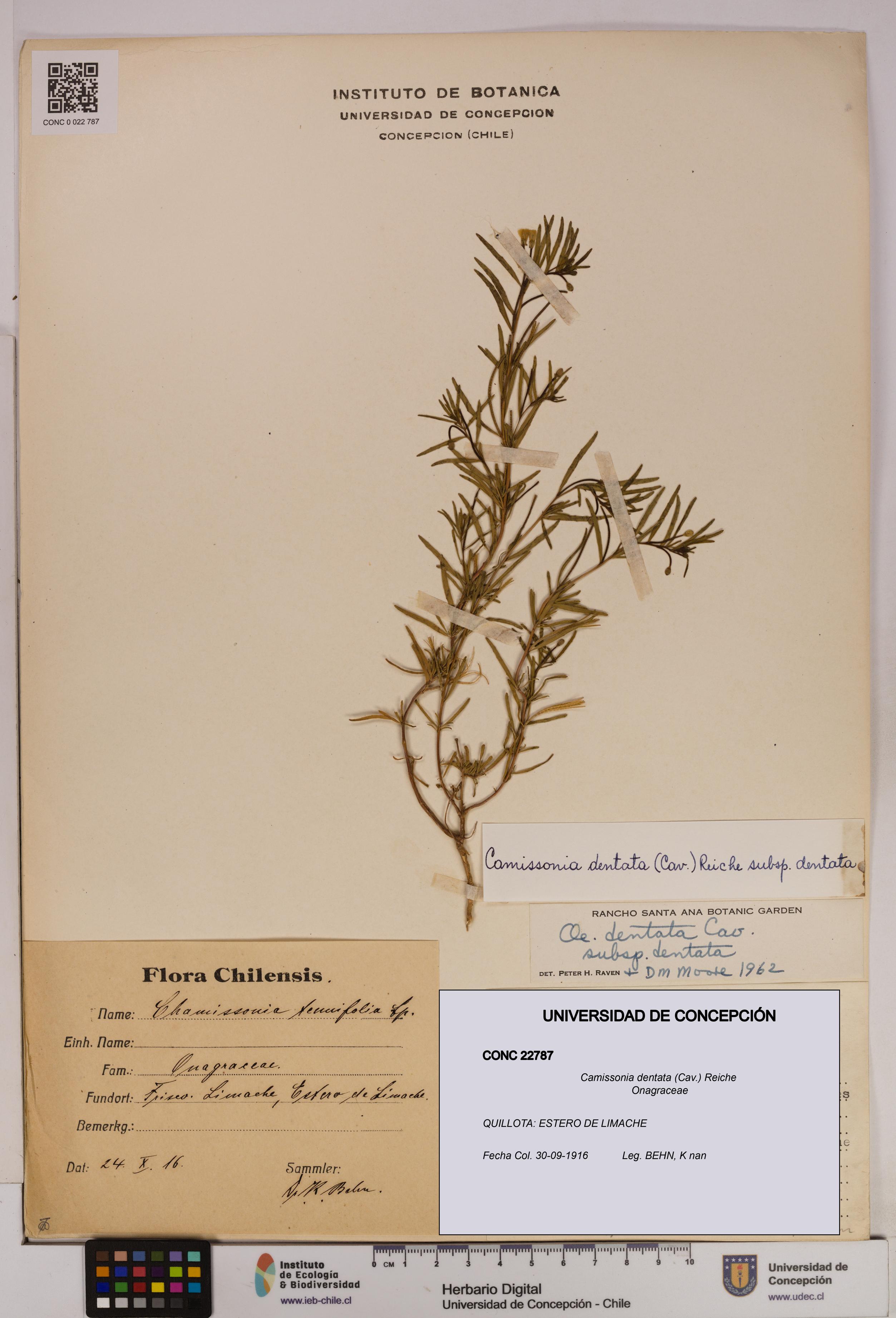 Camissonia dentata [Espécimen: UDEC:CONC:0022787]