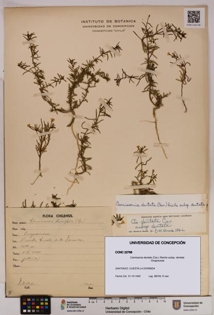 Camissonia dentata [Espécimen: UDEC:CONC:0022788]