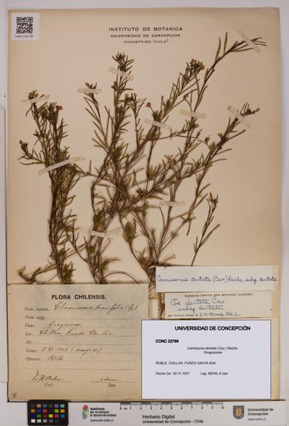 Camissonia dentata [Espécimen: UDEC:CONC:0022789]