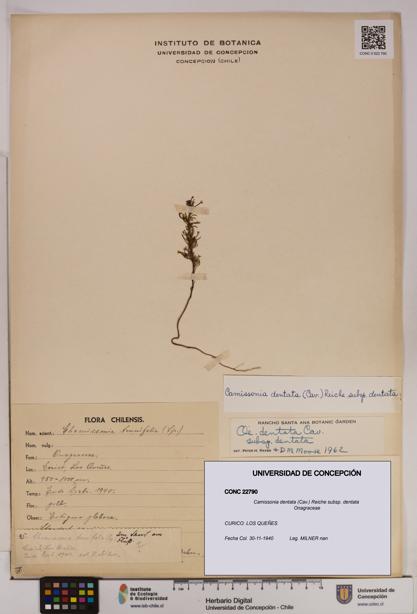 Camissonia dentata [Espécimen: UDEC:CONC:0022790]