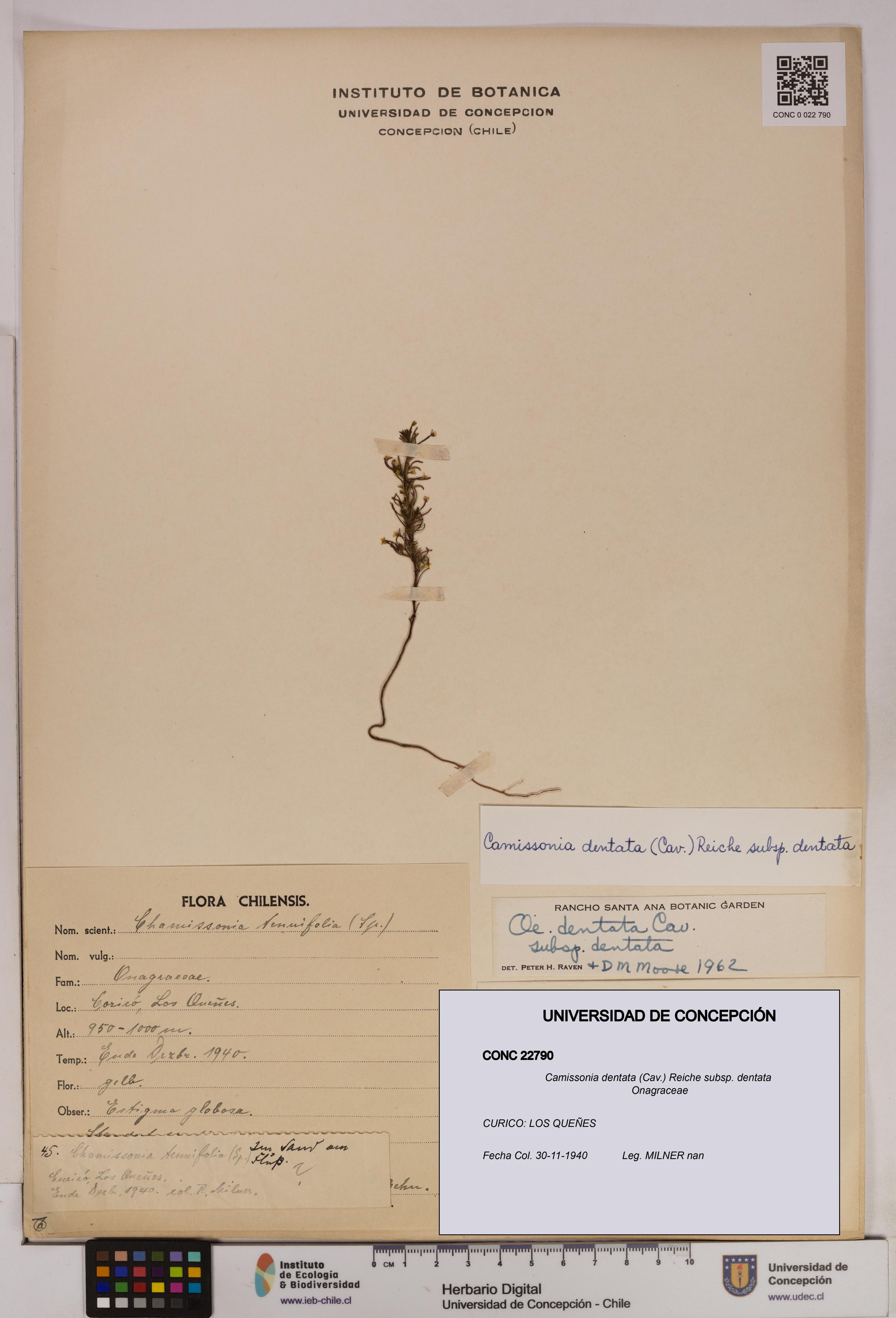 Camissonia dentata [Espécimen: UDEC:CONC:0022790]