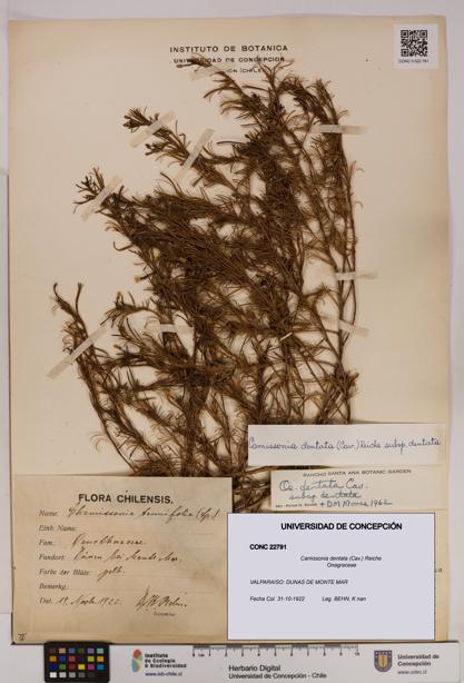 Camissonia dentata [Espécimen: UDEC:CONC:0022791]