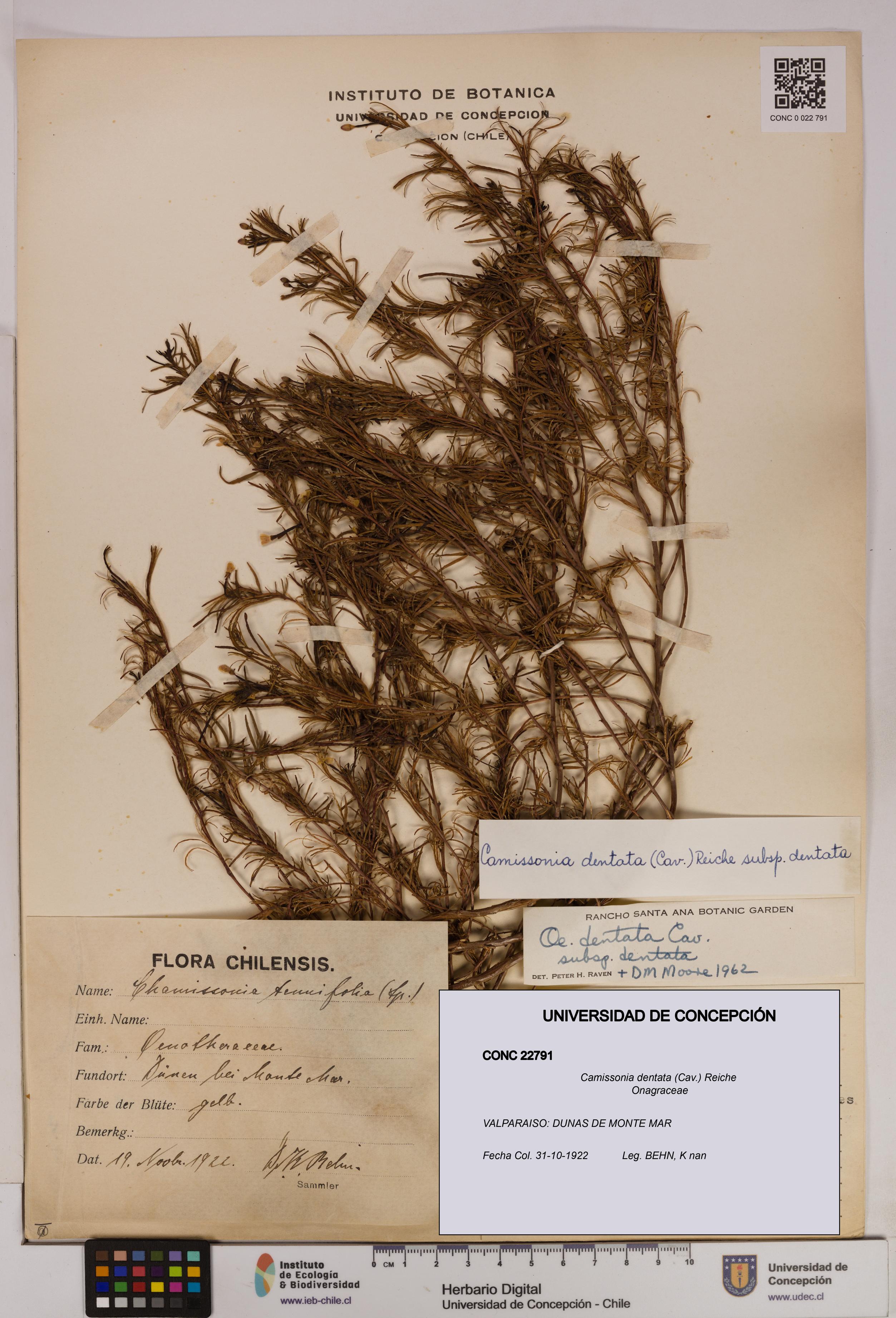 Camissonia dentata [Espécimen: UDEC:CONC:0022791]