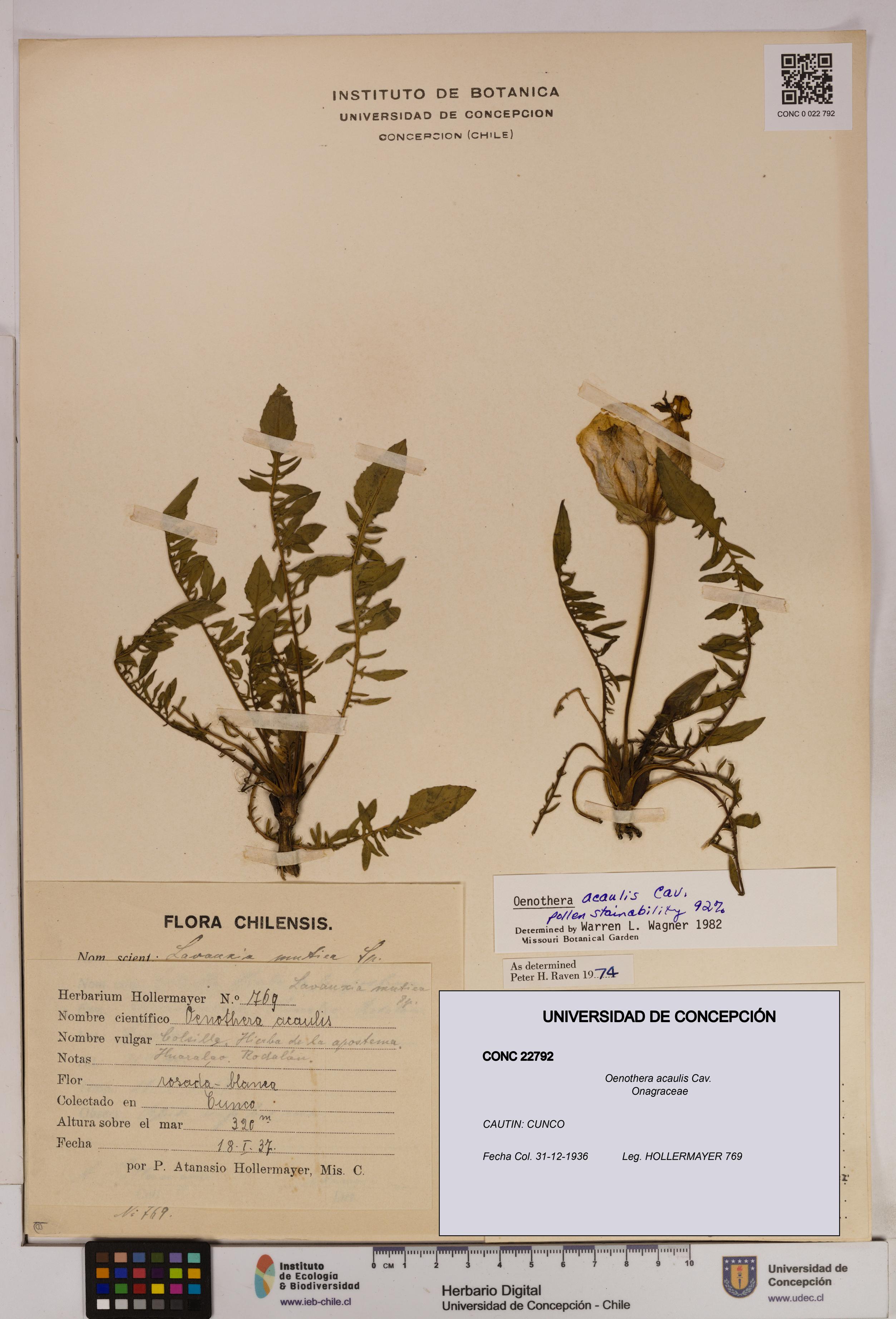 Oenothera acaulis [Espécimen: UDEC:CONC:0022792]