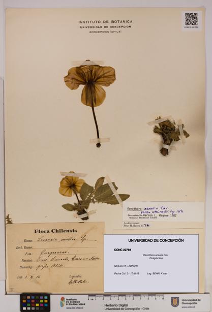Oenothera acaulis [Espécimen: UDEC:CONC:0022793]