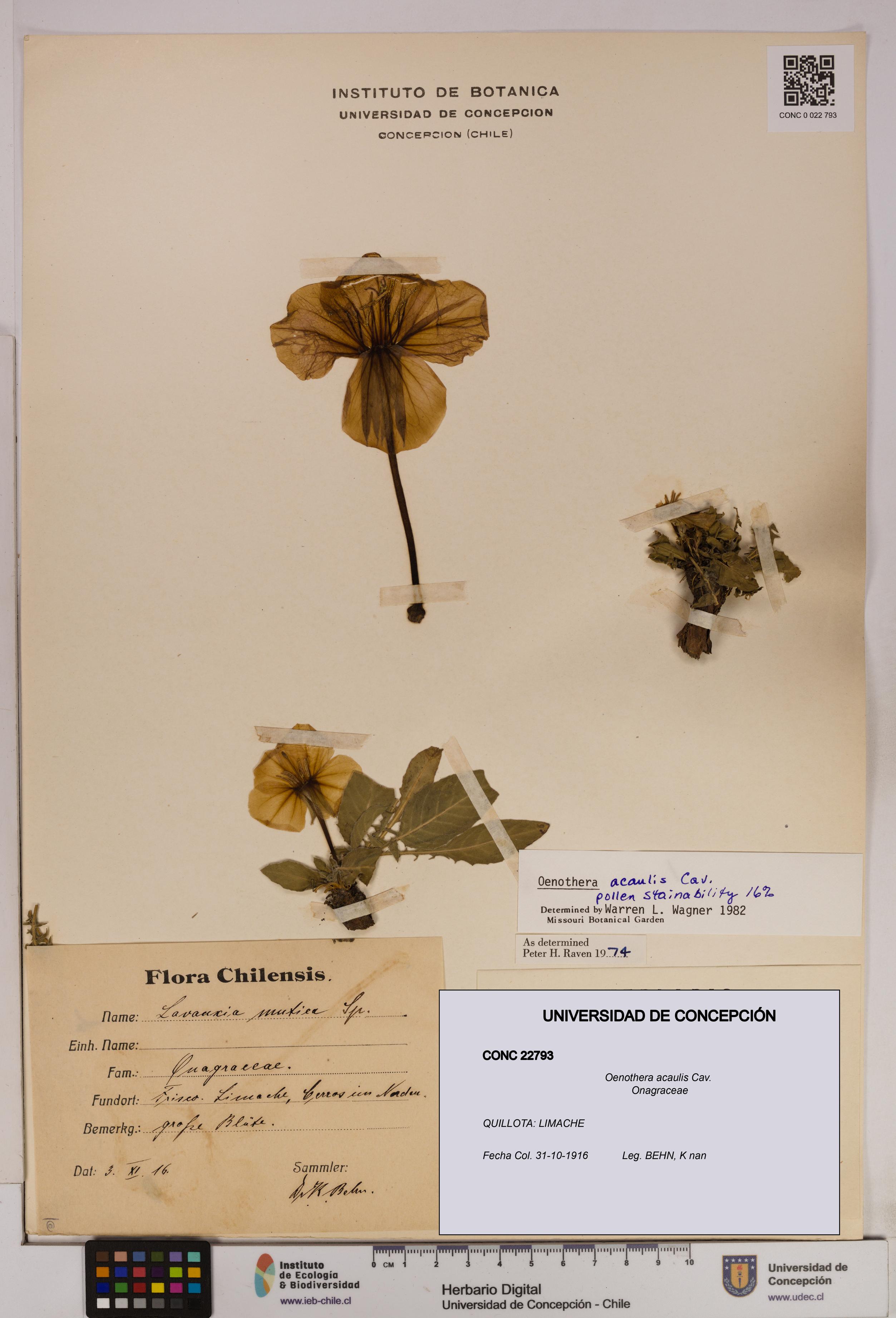 Oenothera acaulis [Espécimen: UDEC:CONC:0022793]