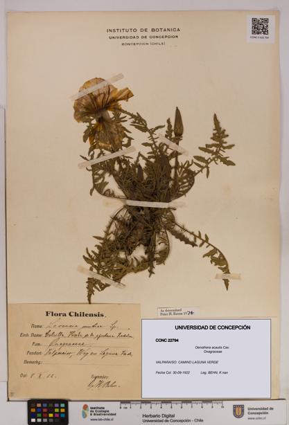 Oenothera acaulis [Espécimen: UDEC:CONC:0022794]