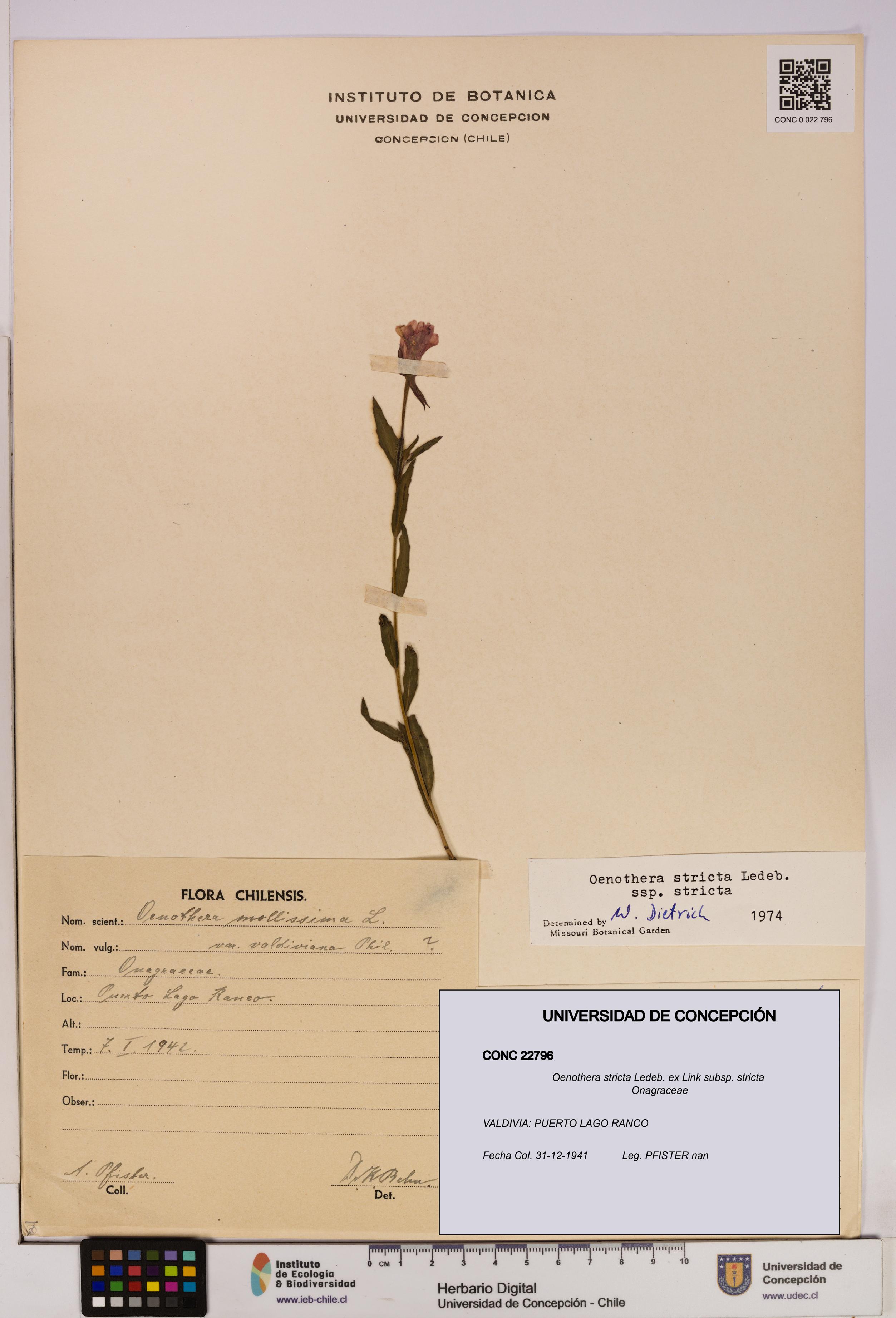 Oenothera stricta subsp. stricta [Espécimen: UDEC:CONC:0022796]