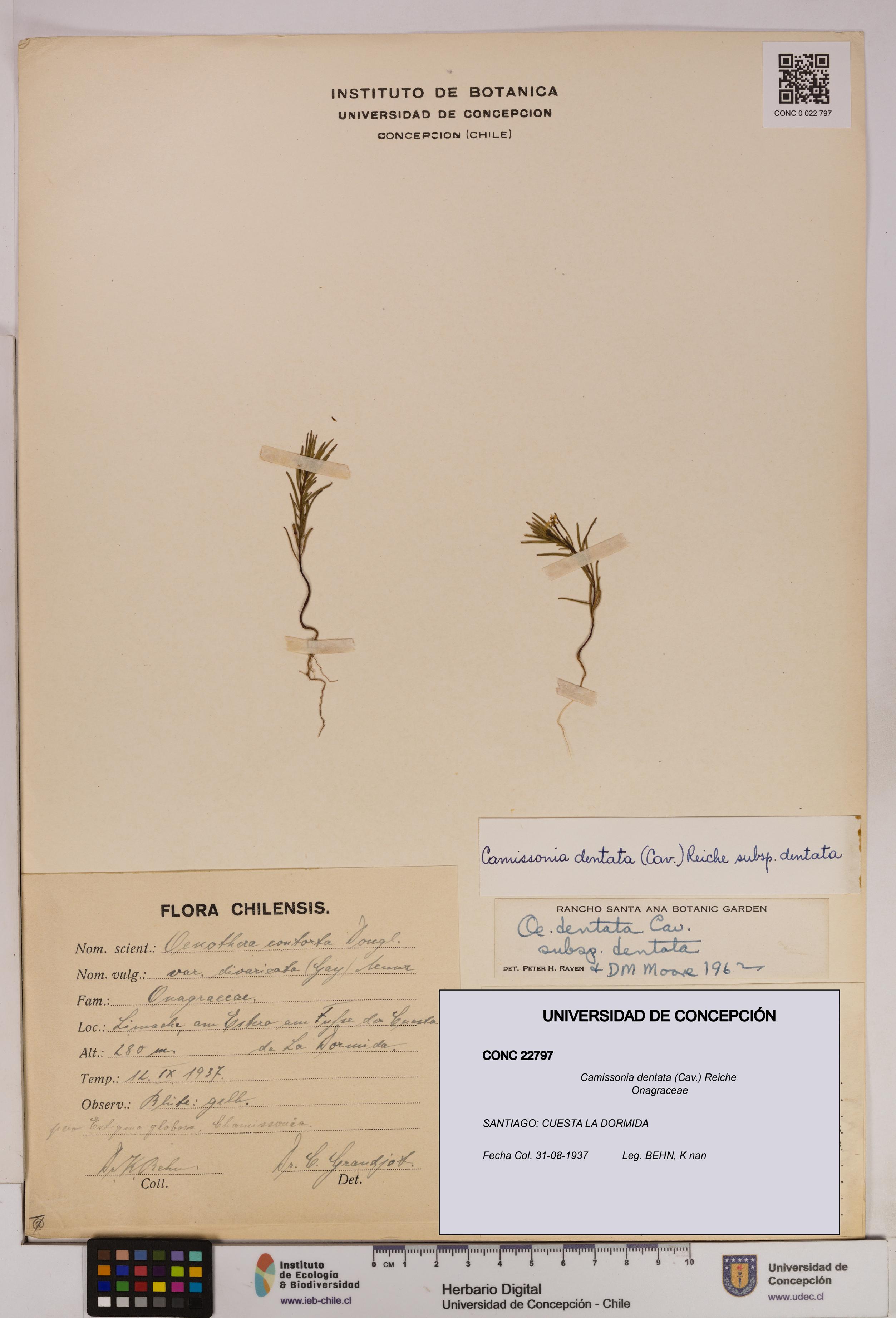 Camissonia dentata [Espécimen: UDEC:CONC:0022797]