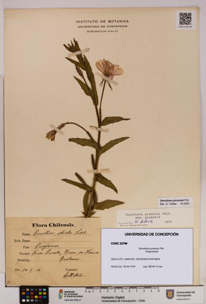 Oenothera picensis [Espécimen: UDEC:CONC:0022798]