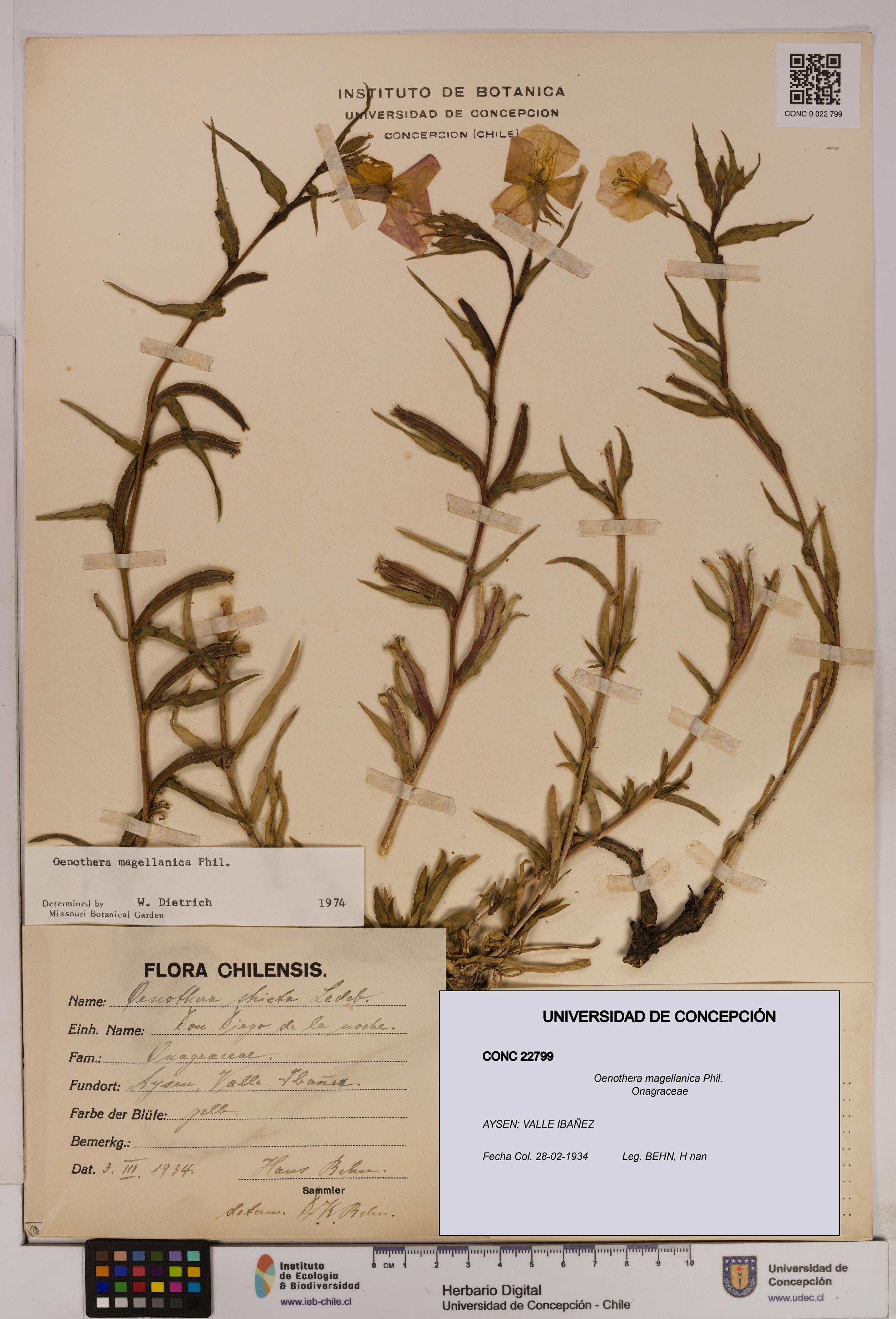 Oenothera magellanica [Espécimen: UDEC:CONC:0022799]