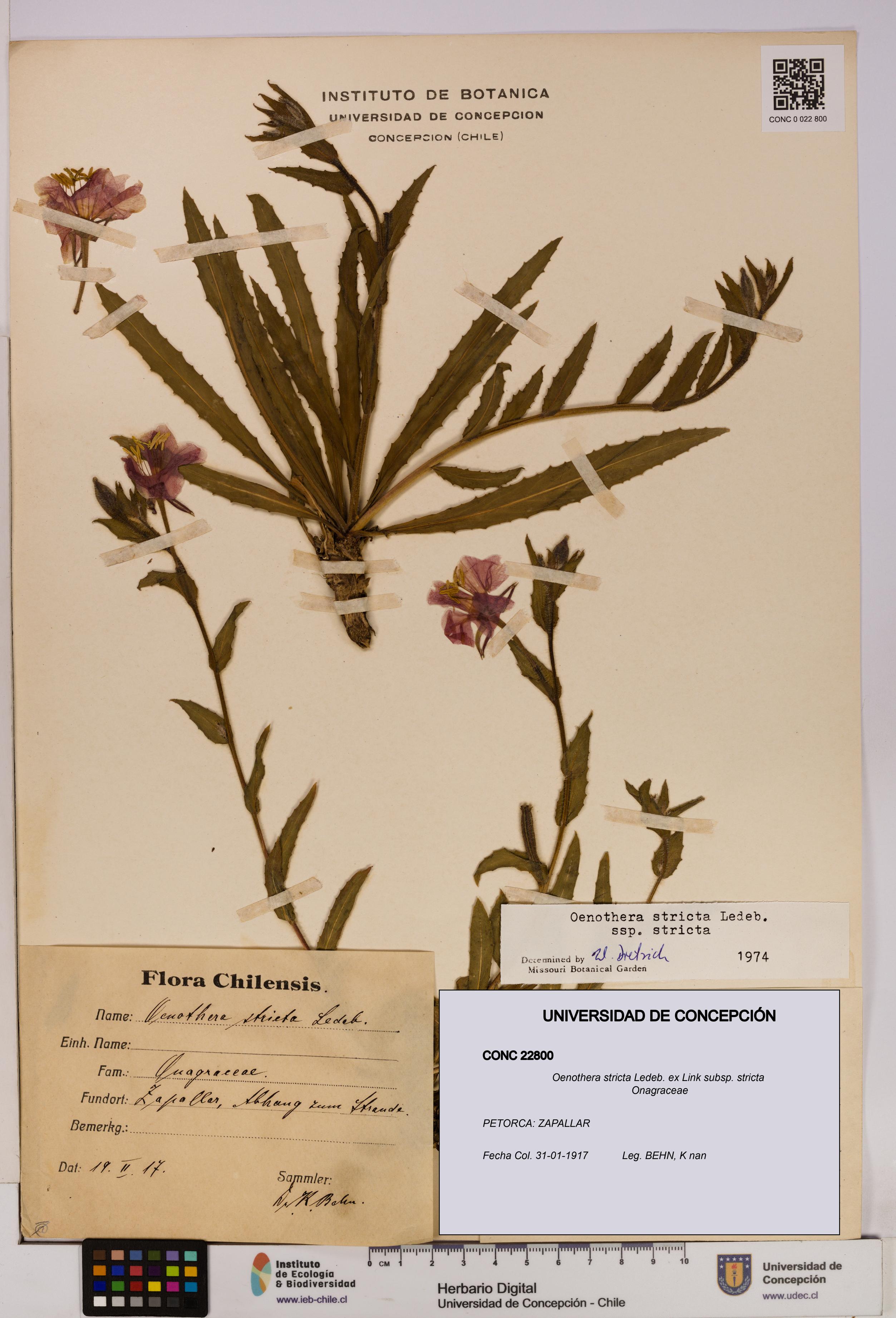 Oenothera stricta subsp. stricta [Espécimen: UDEC:CONC:0022800]