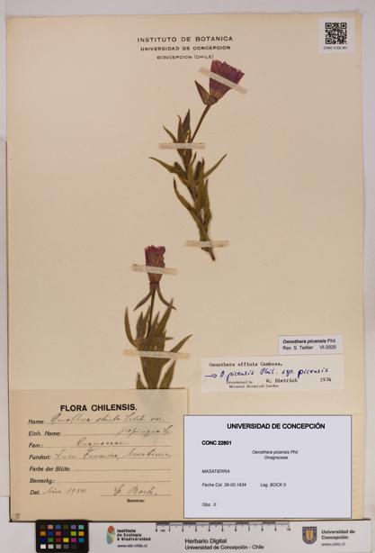 Oenothera picensis [Espécimen: UDEC:CONC:0022801]