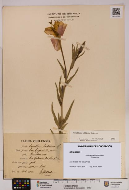 Oenothera affinis [Espécimen: UDEC:CONC:0022802]
