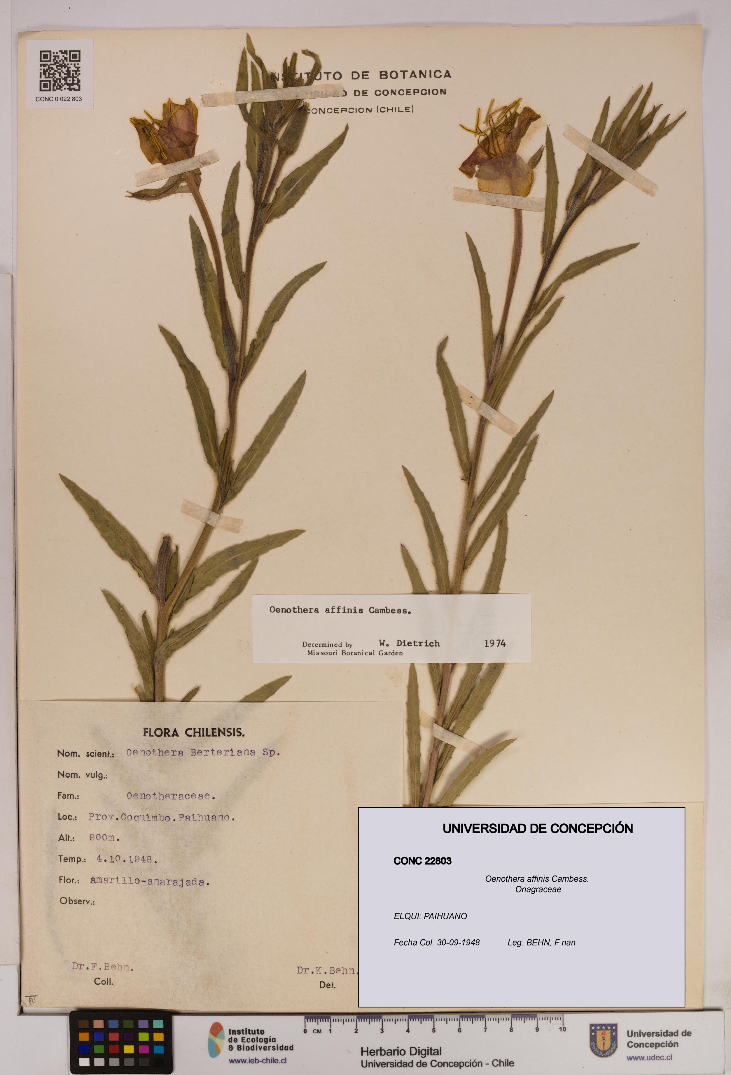 Oenothera affinis [Espécimen: UDEC:CONC:0022803]
