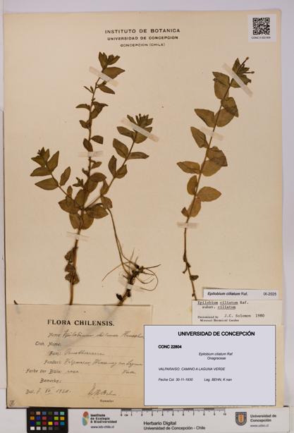 Epilobium ciliatum [Espécimen: UDEC:CONC:0022804]