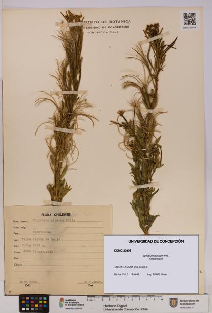 Epilobium glaucum [Espécimen: UDEC:CONC:0022805]
