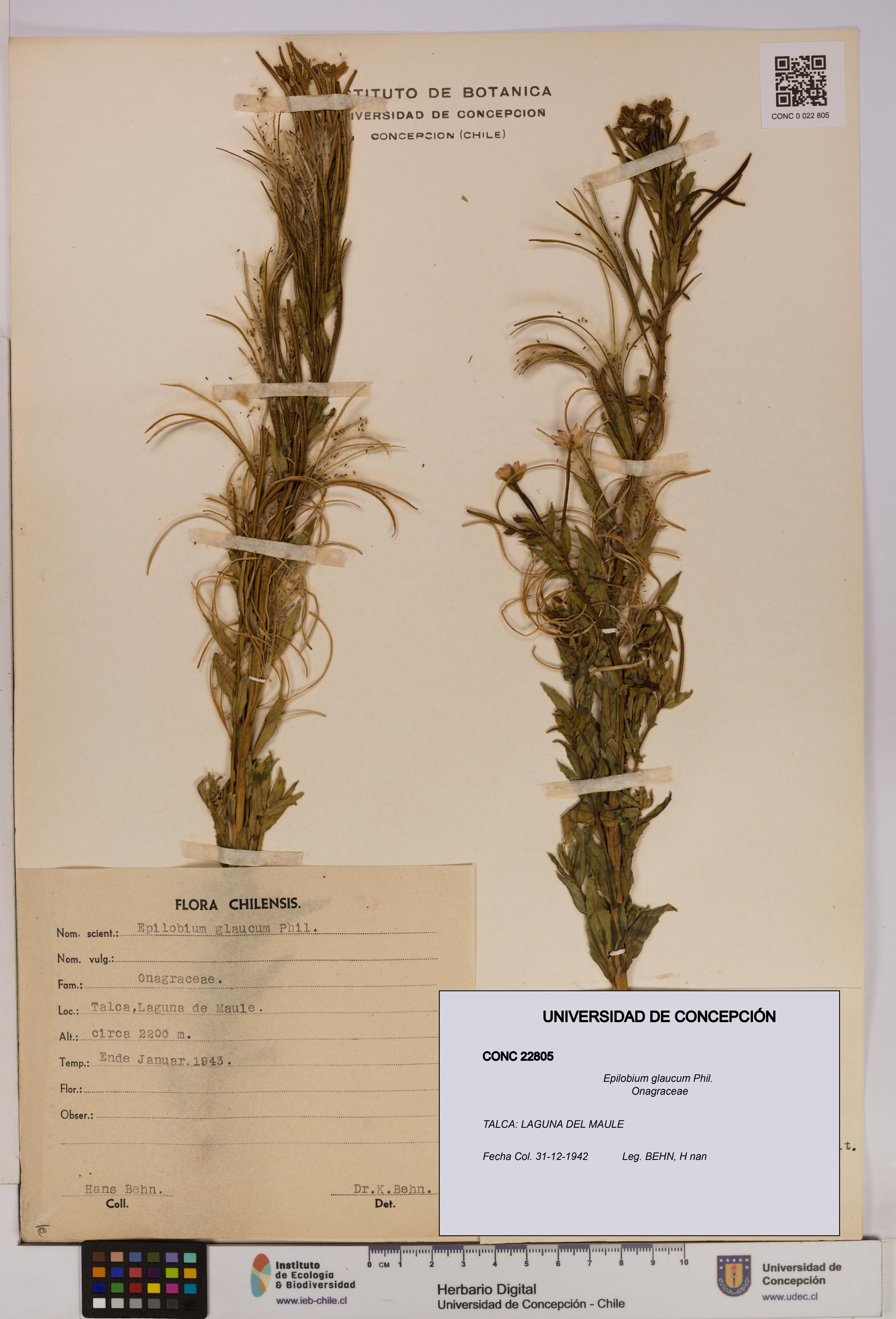 Epilobium glaucum [Espécimen: UDEC:CONC:0022805]