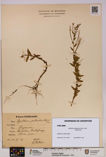 Epilobium puberulum [Espécimen: UDEC:CONC:0022806]