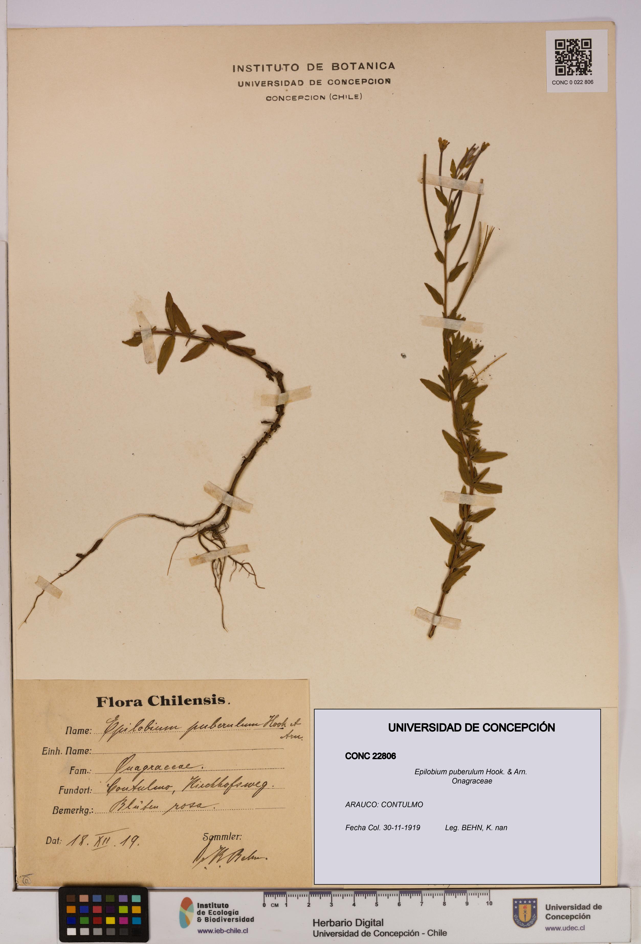 Epilobium puberulum [Espécimen: UDEC:CONC:0022806]