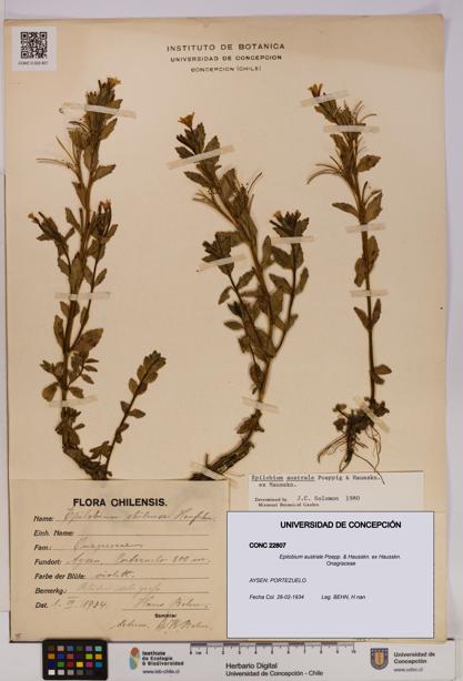 Epilobium australe [Espécimen: UDEC:CONC:0022807]