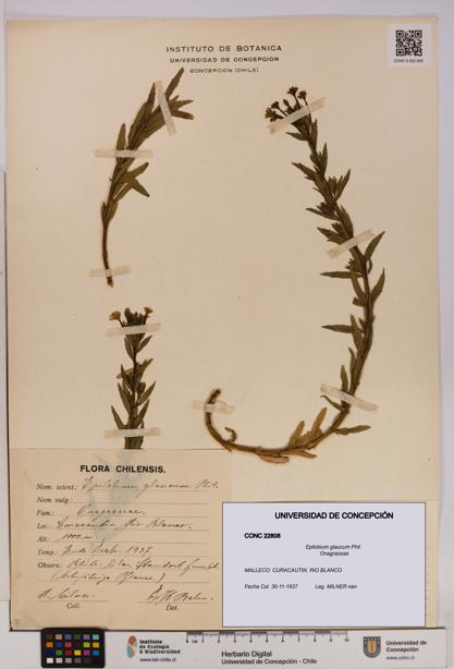 Epilobium glaucum [Espécimen: UDEC:CONC:0022808]