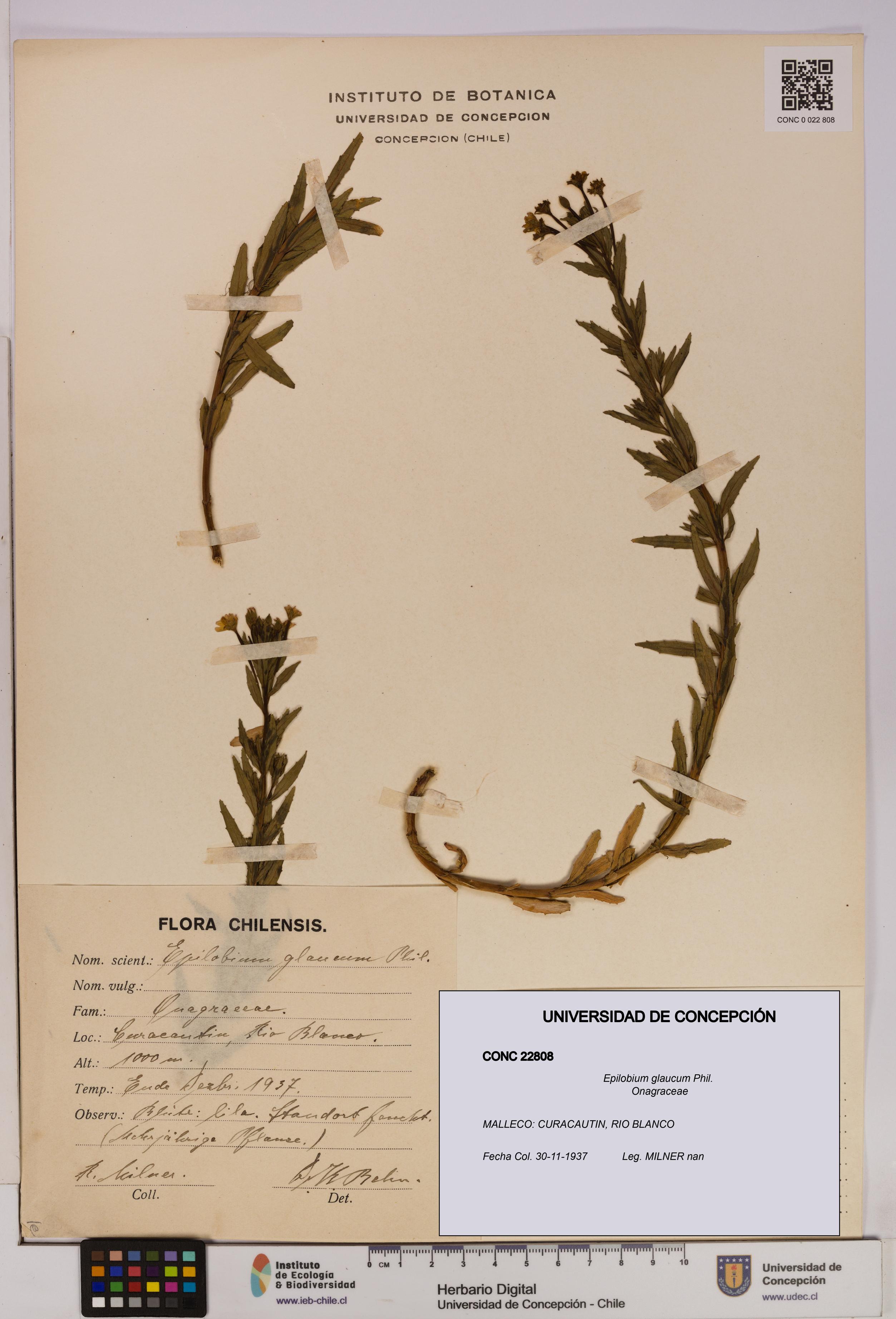 Epilobium glaucum [Espécimen: UDEC:CONC:0022808]