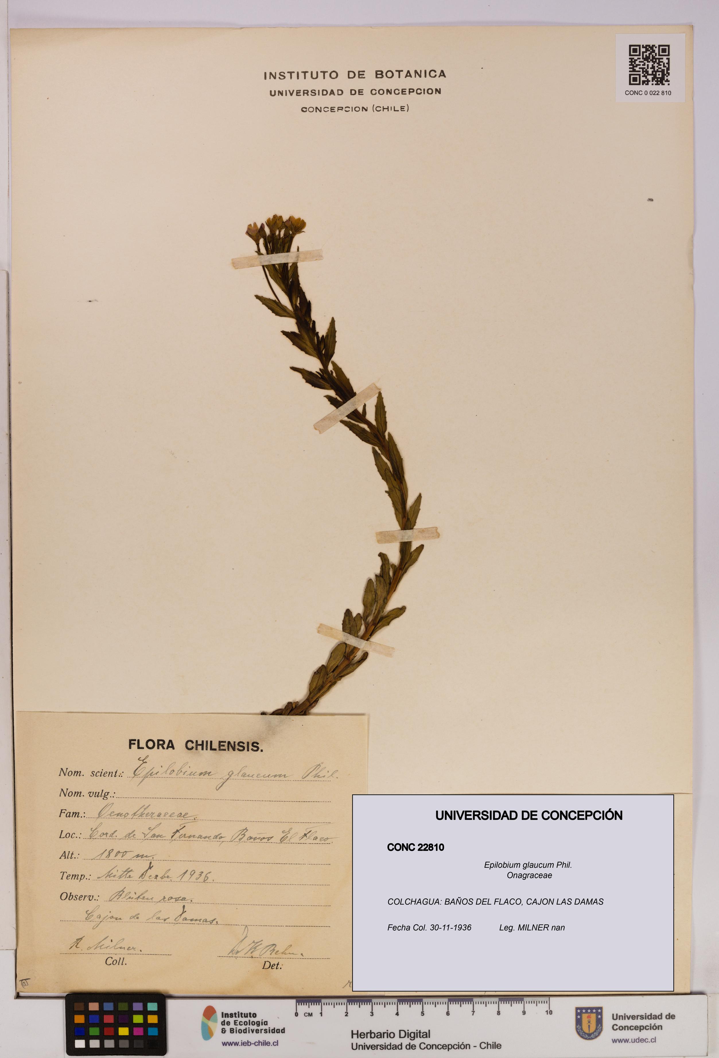 Epilobium glaucum [Espécimen: UDEC:CONC:0022810]