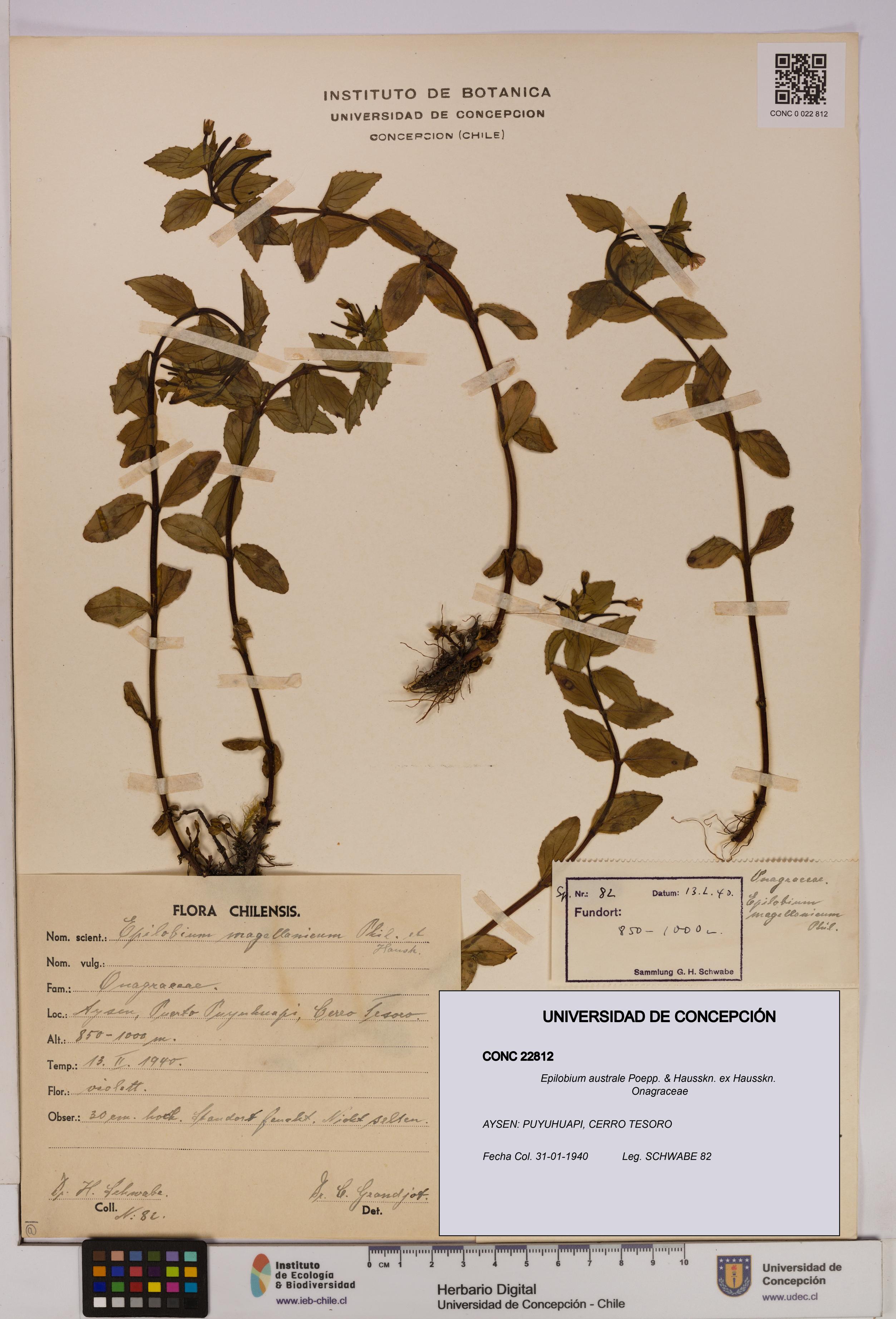 Epilobium australe [Espécimen: UDEC:CONC:0022812]