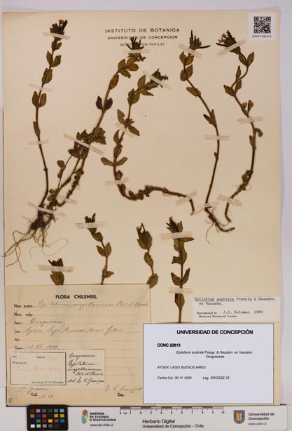 Epilobium australe [Espécimen: UDEC:CONC:0022813]