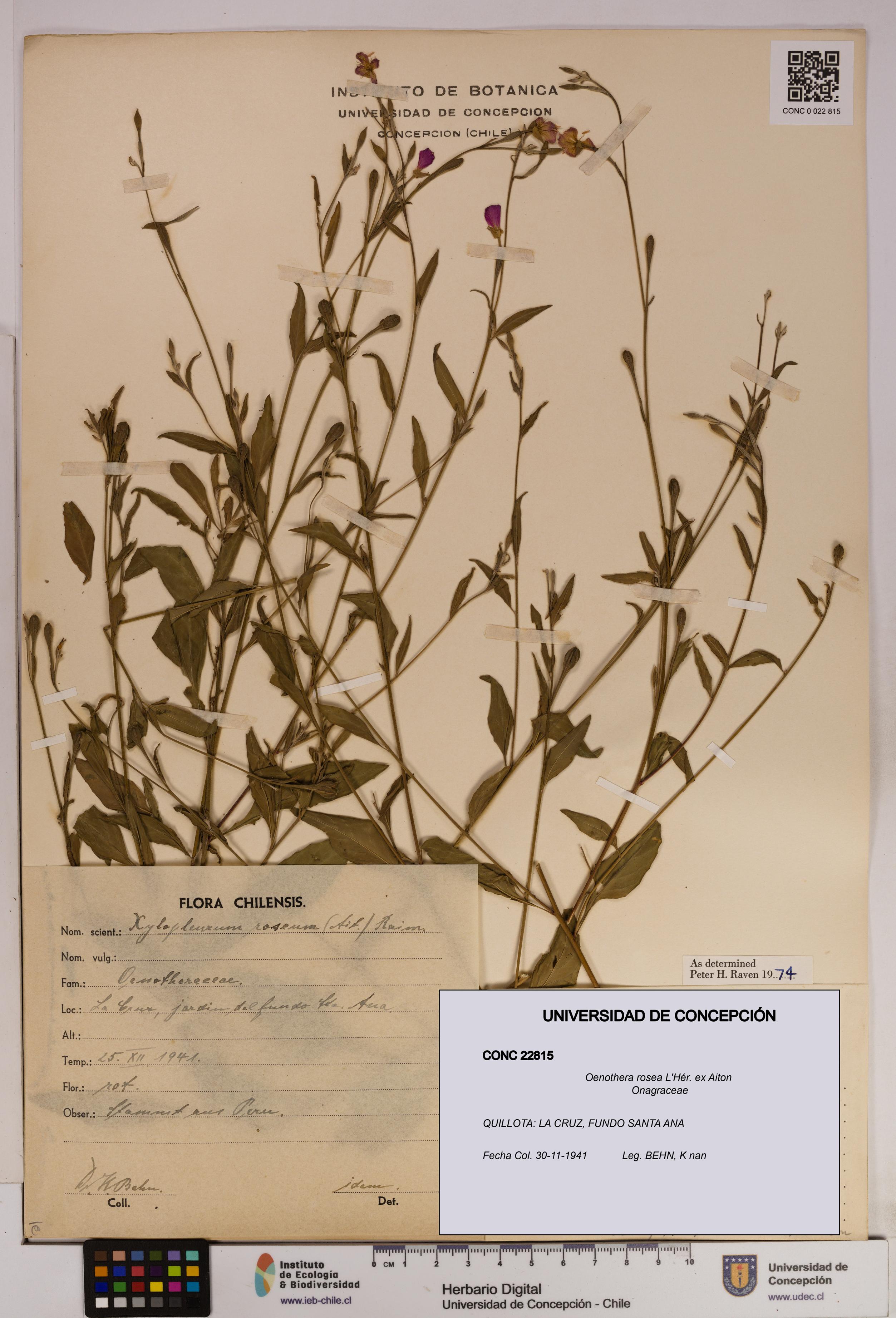 Oenothera rosea [Espécimen: UDEC:CONC:0022815]