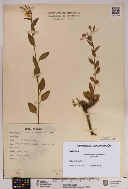 Oenothera rosea [Espécimen: UDEC:CONC:0022816]