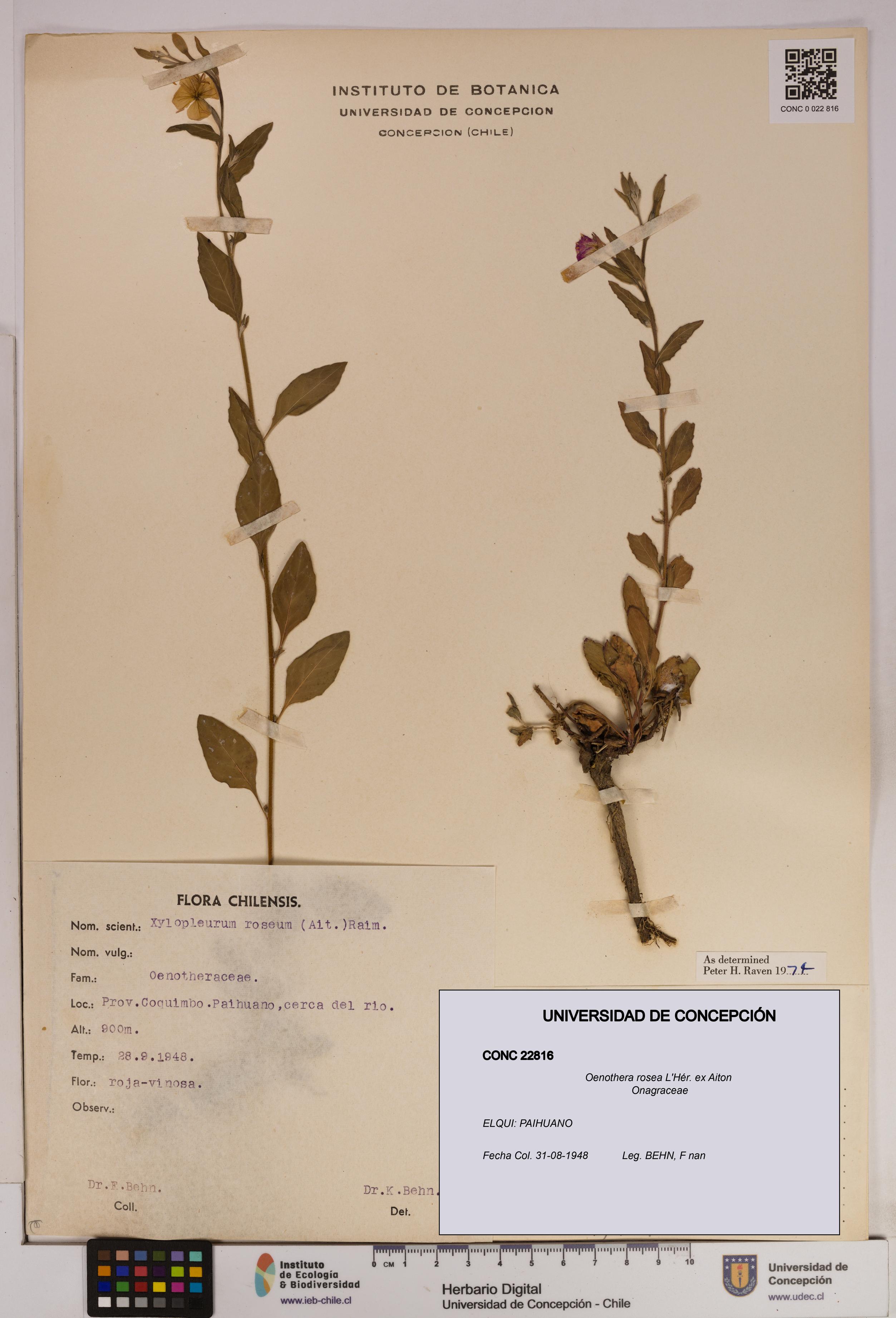 Oenothera rosea [Espécimen: UDEC:CONC:0022816]