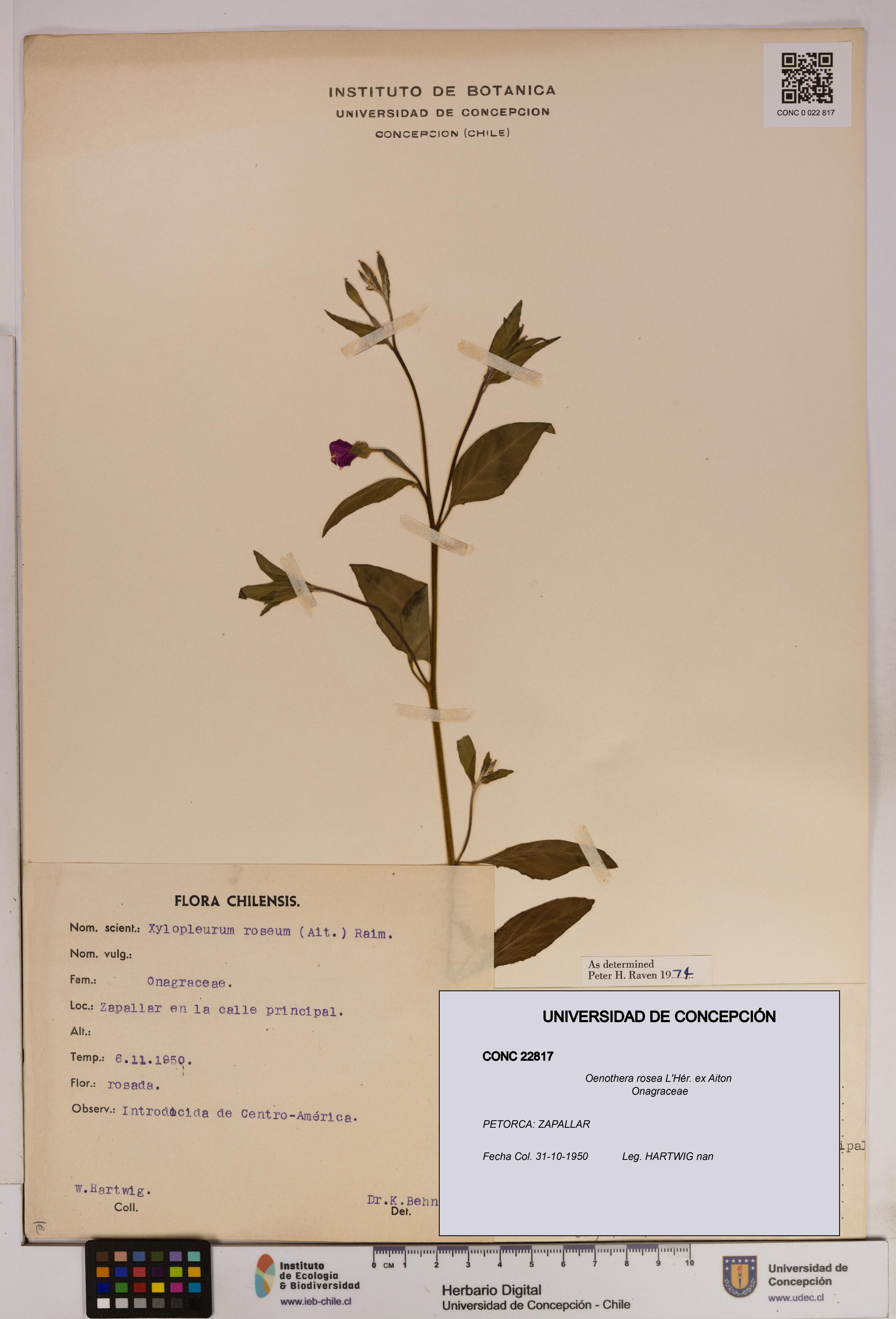 Oenothera rosea [Espécimen: UDEC:CONC:0022817]