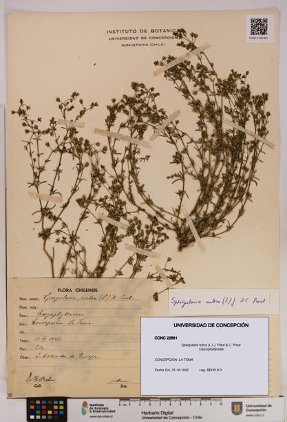 Spergularia rubra [Espécimen: UDEC:CONC:0022861]