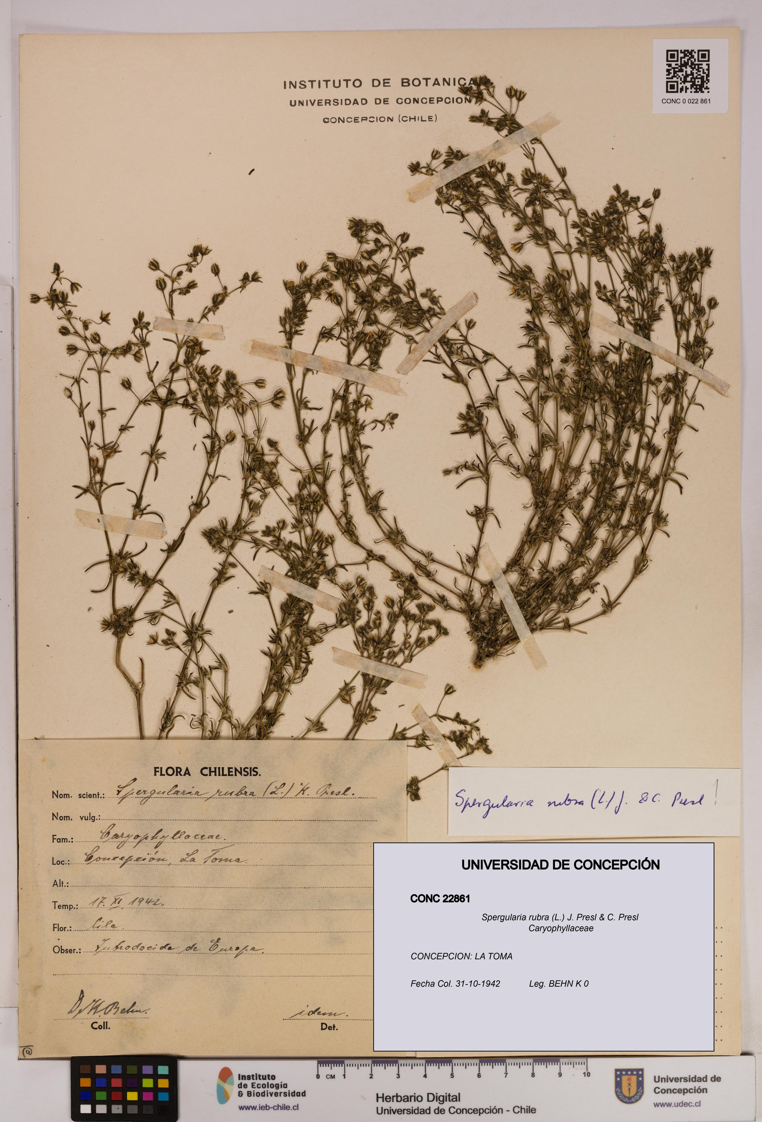 Spergularia rubra [Espécimen: UDEC:CONC:0022861]