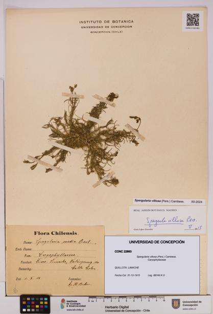 Spergularia villosa [Espécimen: UDEC:CONC:0022863]