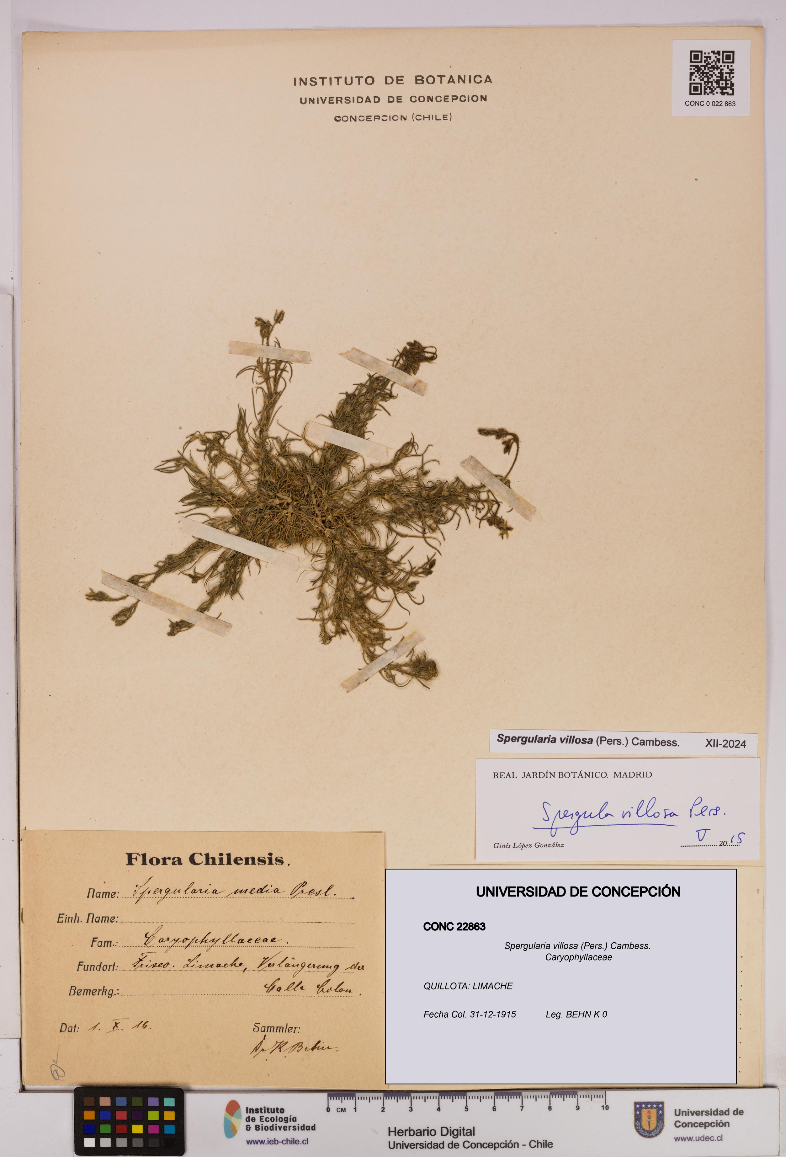 Spergularia villosa [Espécimen: UDEC:CONC:0022863]