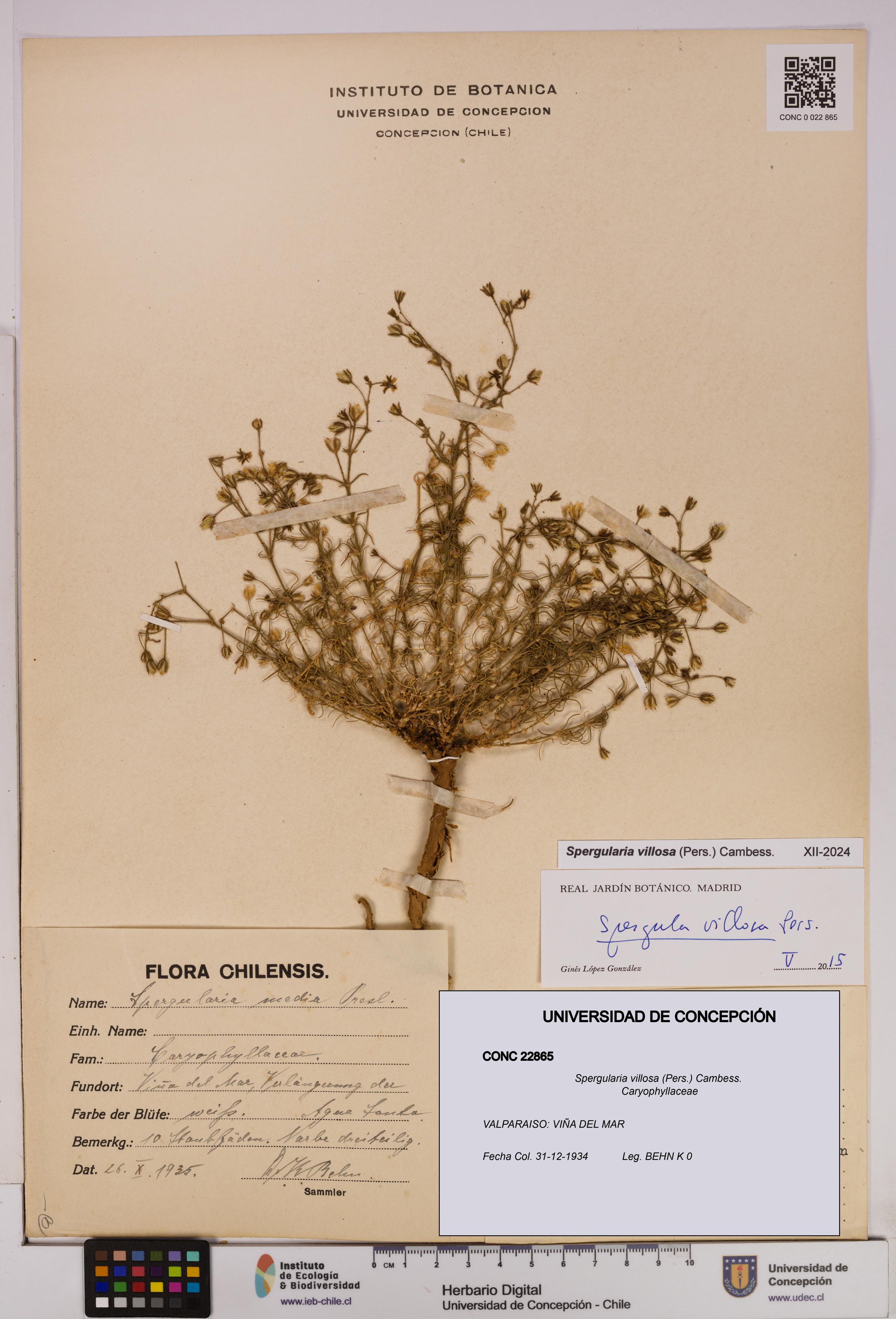 Spergularia villosa [Espécimen: UDEC:CONC:0022865]