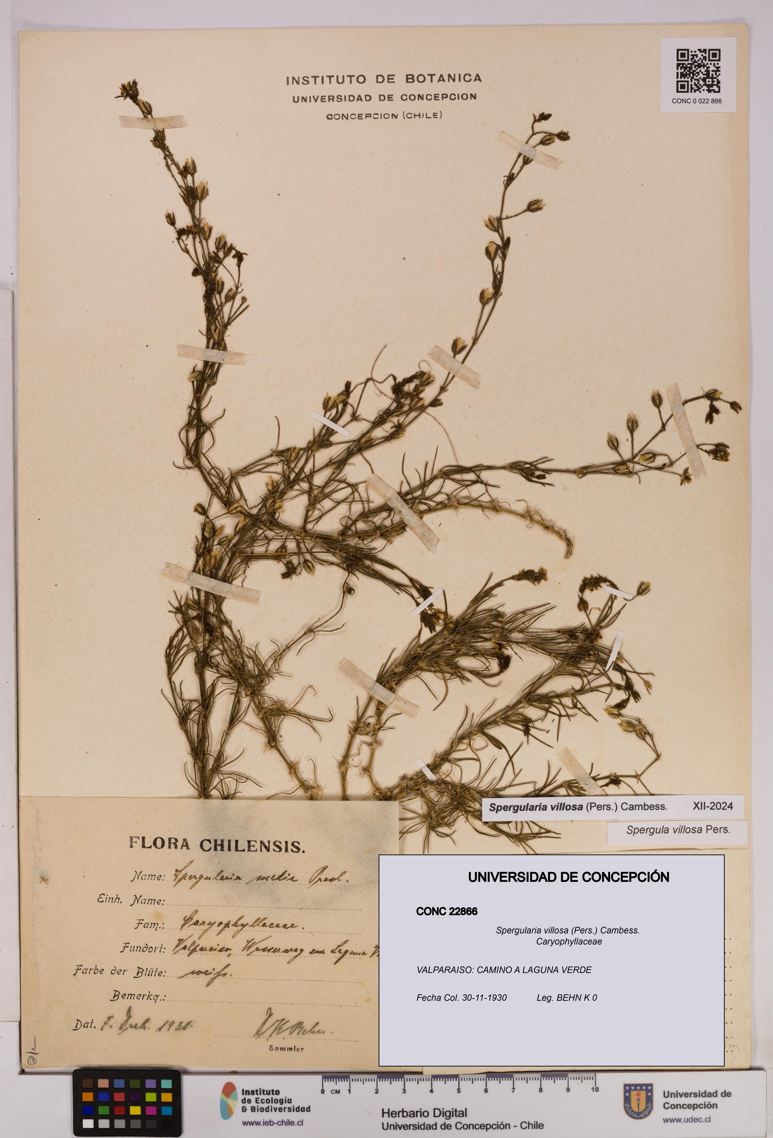 Spergularia villosa [Espécimen: UDEC:CONC:0022866]
