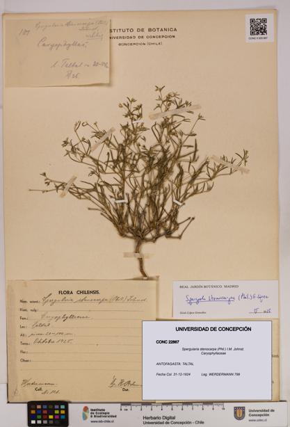Spergularia stenocarpa [Espécimen: UDEC:CONC:0022867]