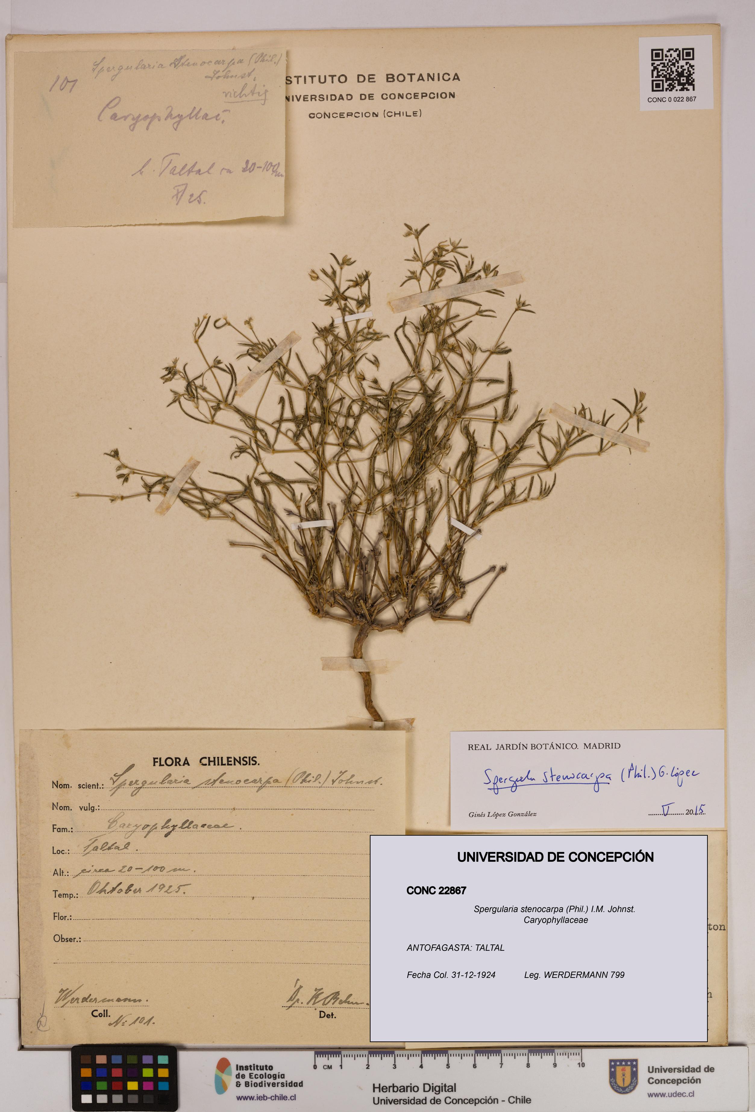 Spergularia stenocarpa [Espécimen: UDEC:CONC:0022867]