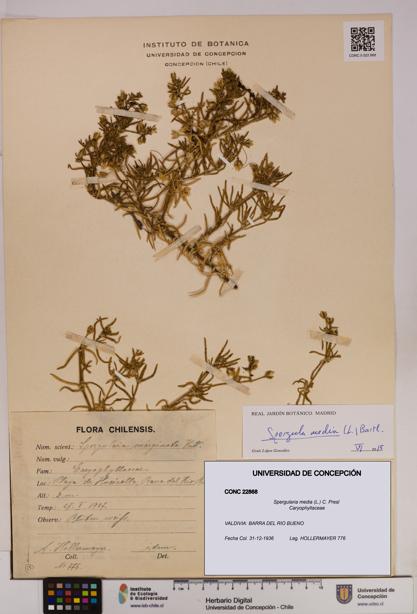 Spergularia media [Espécimen: UDEC:CONC:0022868]